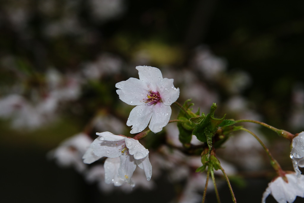 DSC00250