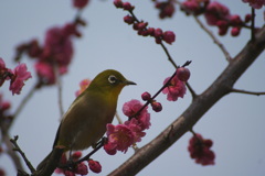 DSC09525