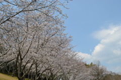 満開