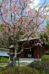 しだれ桜