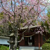 しだれ桜