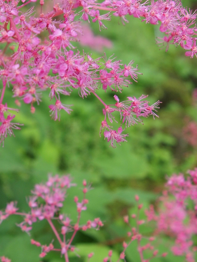 傍らの花