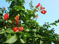 夏の日差し