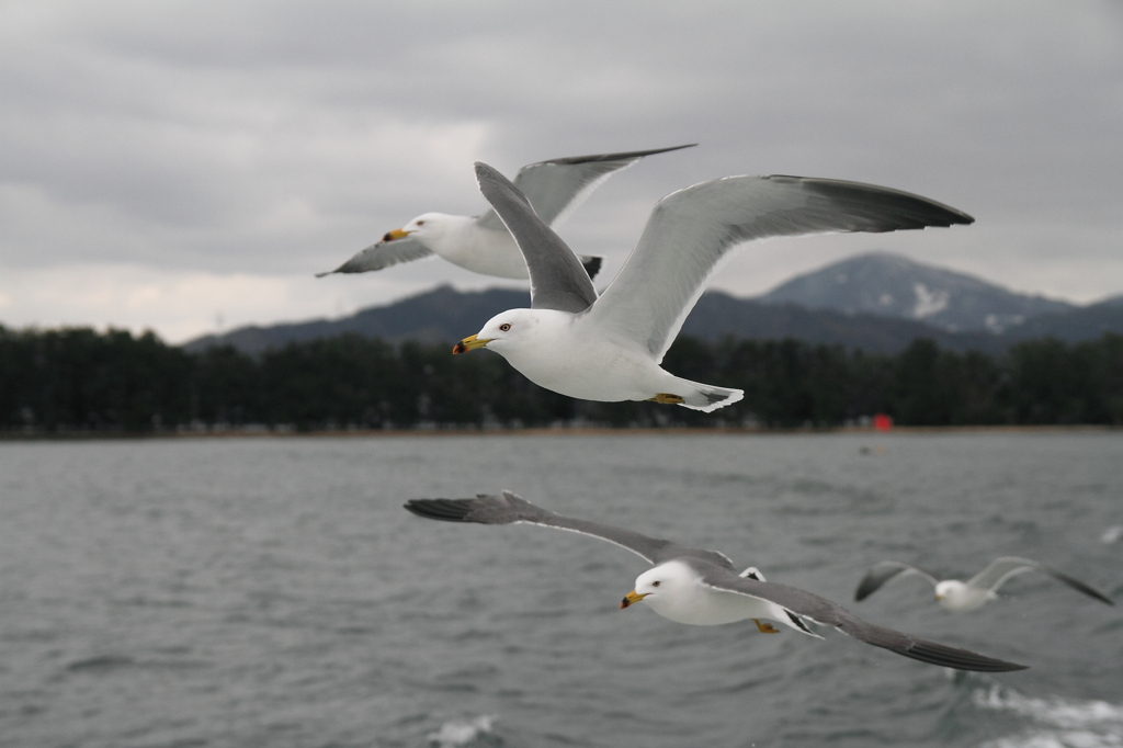 天橋立のカモメさん