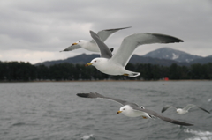 天橋立のカモメさん