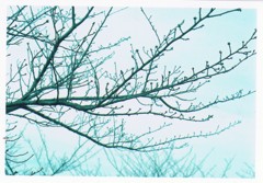 桜の木、