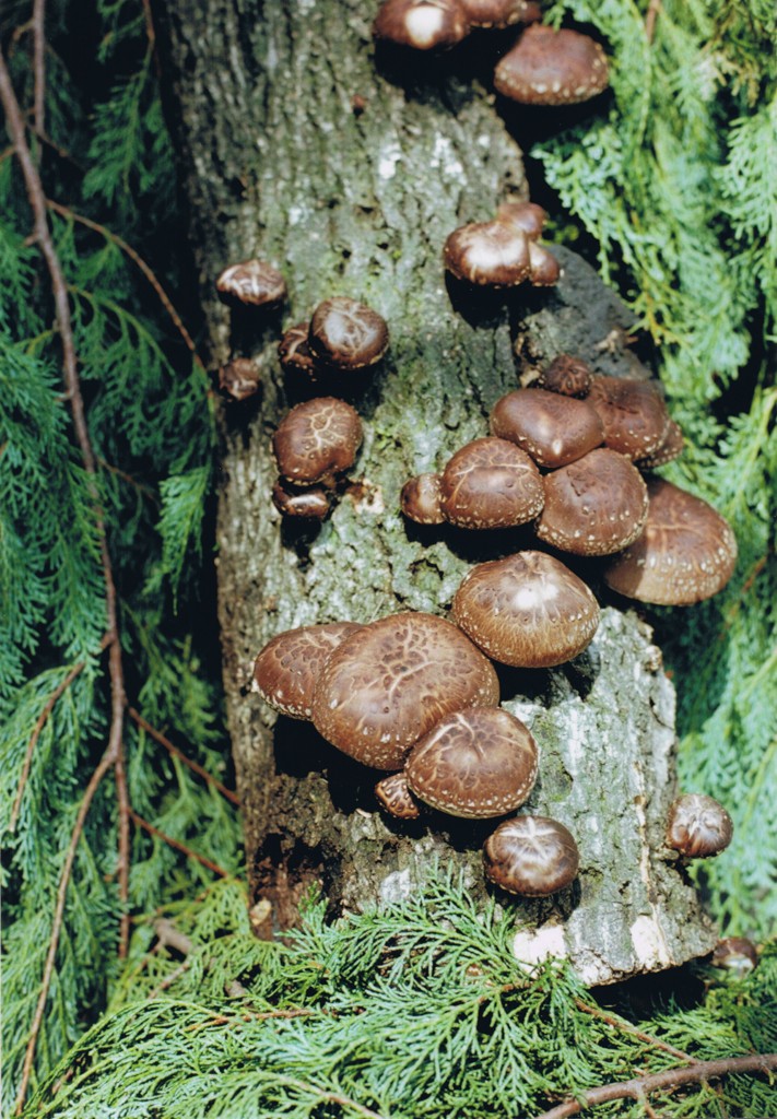 26