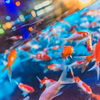 淡淡淡水魚