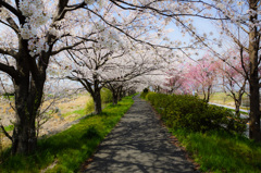 金目川沿いの桜並木