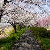 金目川沿いの桜並木