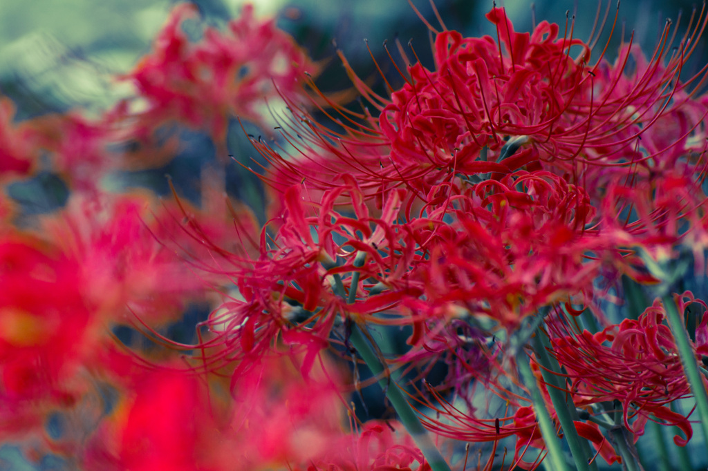 曼珠沙華