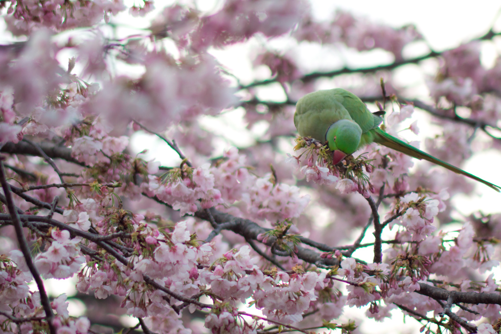 ワカケホンセイインコと桜