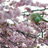 ワカケホンセイインコと桜