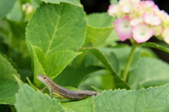 カナヘビと紫陽花