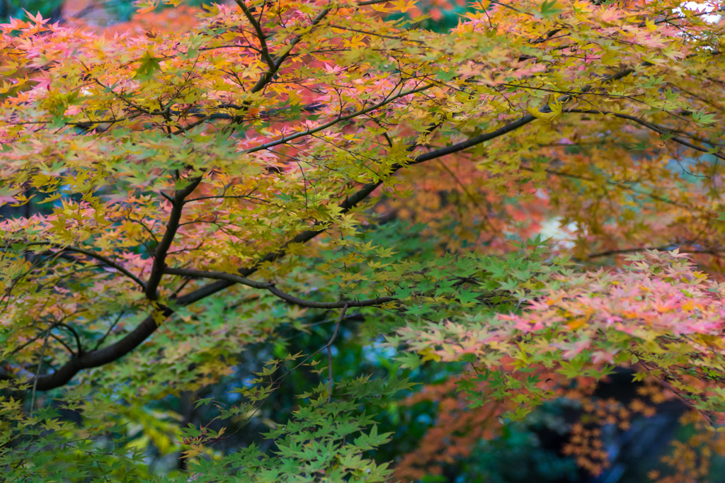 柳原神池の紅葉具合