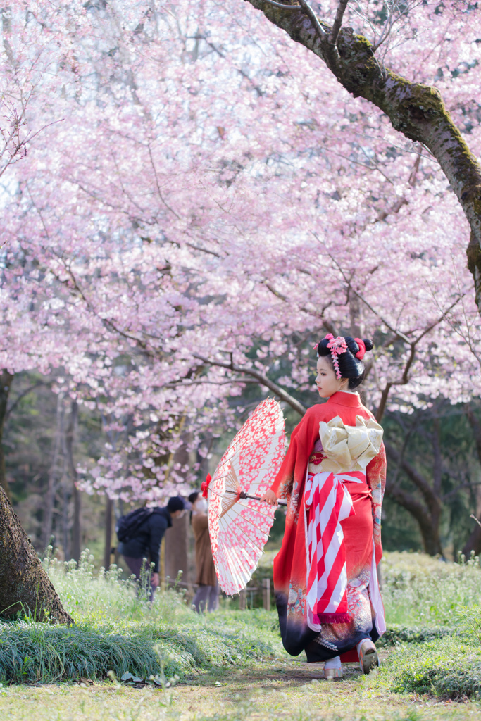 桜と着物女性