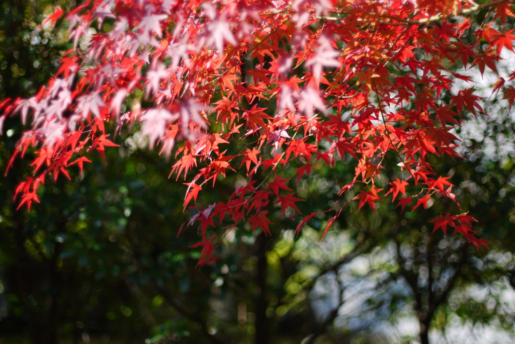 燃える紅葉