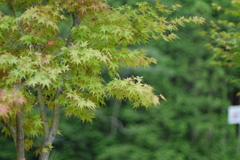 かえで