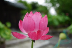 蓮