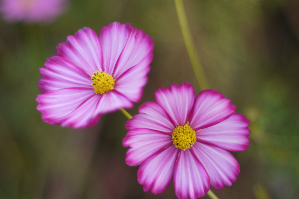 コスモス_2