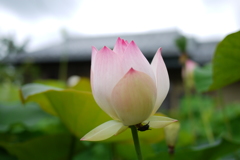 蓮