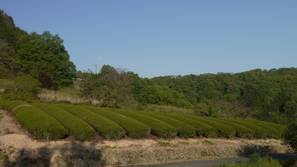 茶畑