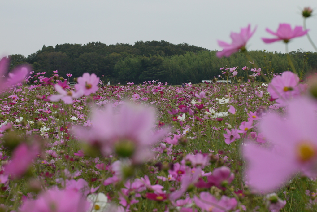 コスモス畑