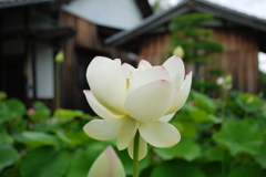 蓮