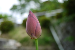 つぼみ