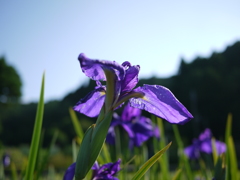 菖蒲