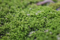苔萌え