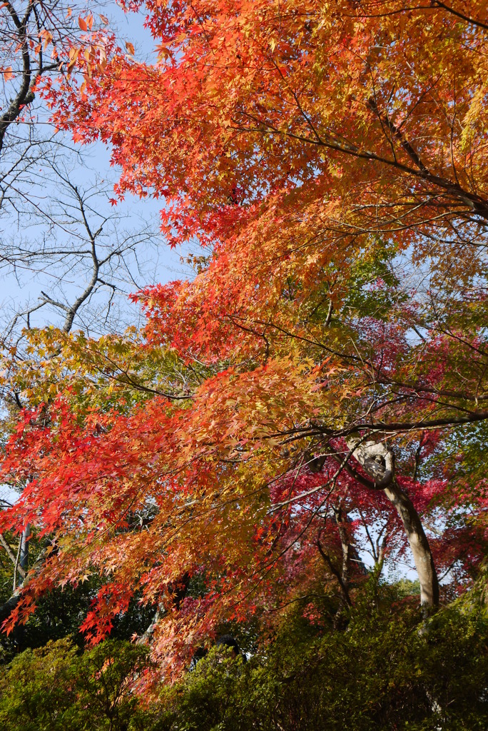 紅葉