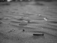 貝殻　モノクロ