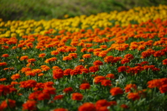 お花畑で