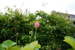 蓮