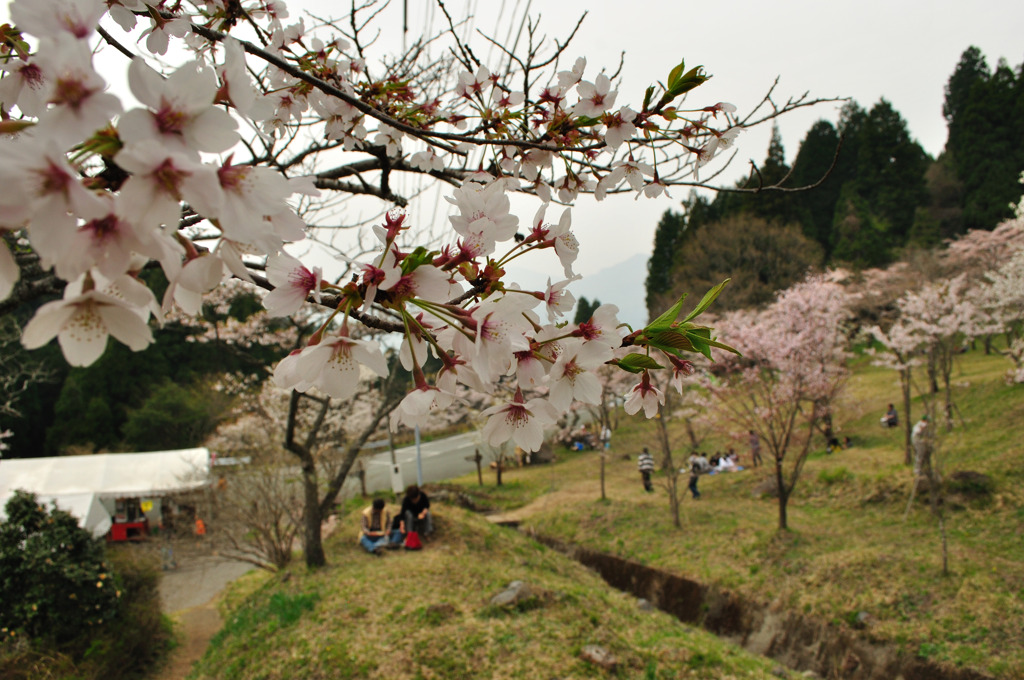 桜の峠道