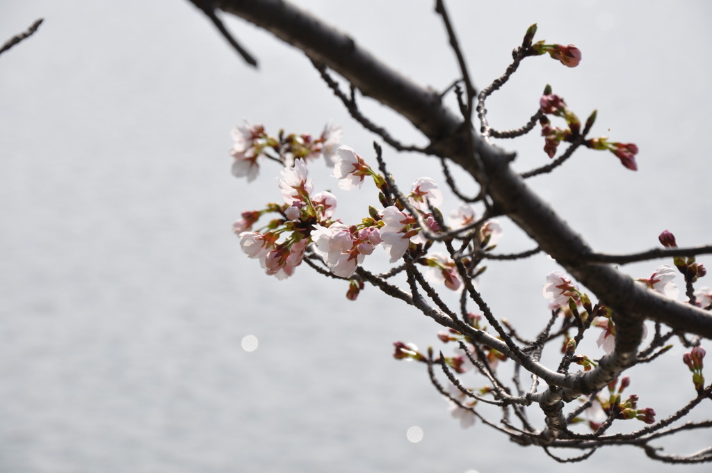 隠美桜