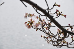 隠美桜