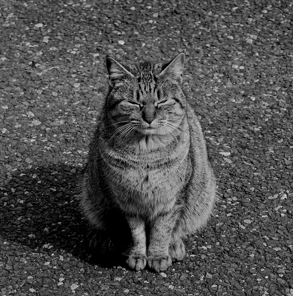 猫の正座？