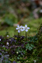 早春の花