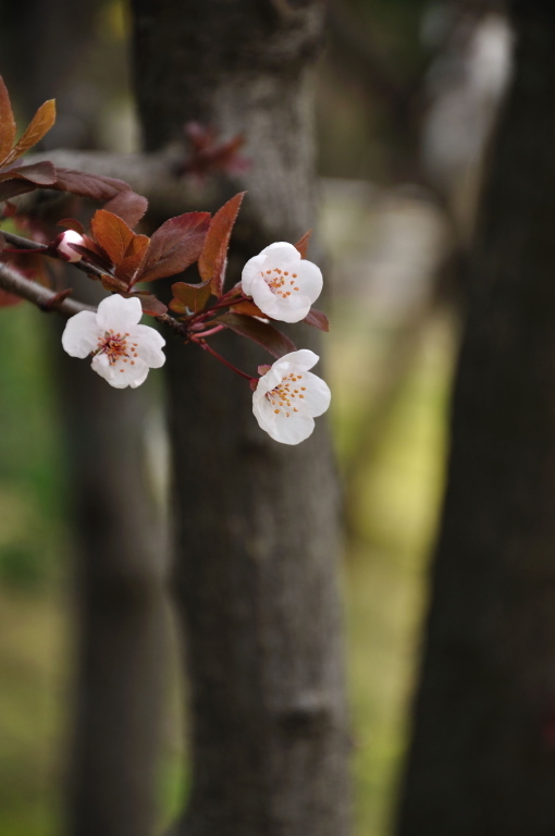 私の好きな花