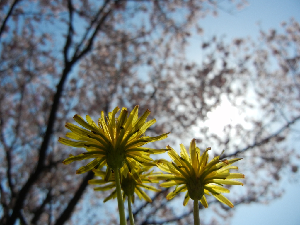 たんぽぽと桜