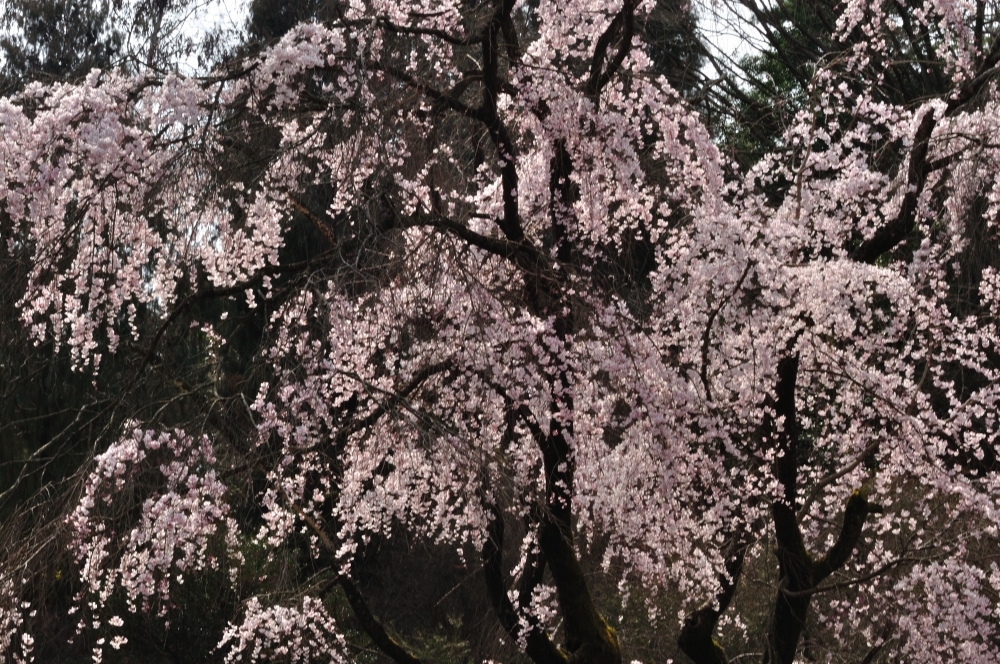 枝垂桜