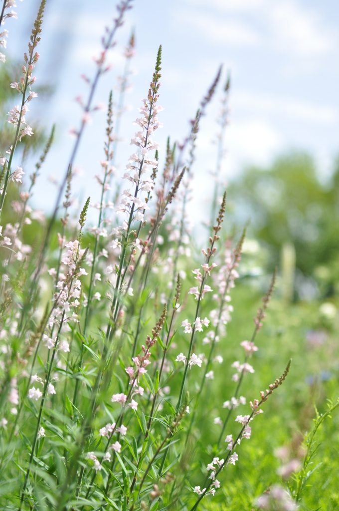 wildflowers