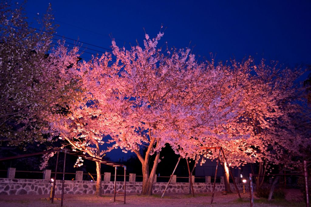 夜桜公園