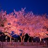 夜桜公園