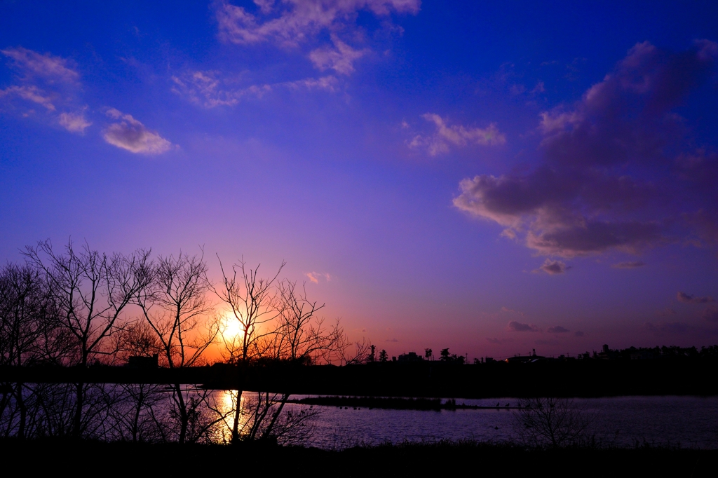 The sun on trees