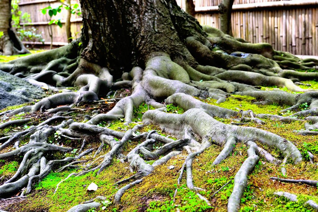 大地の力