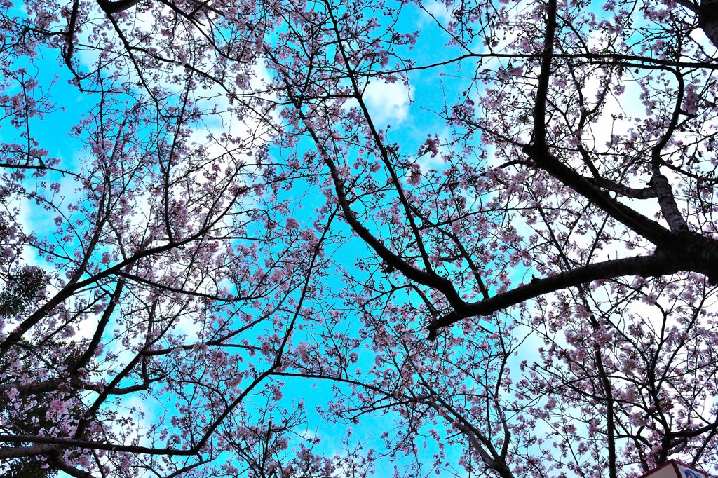 空の青と桜