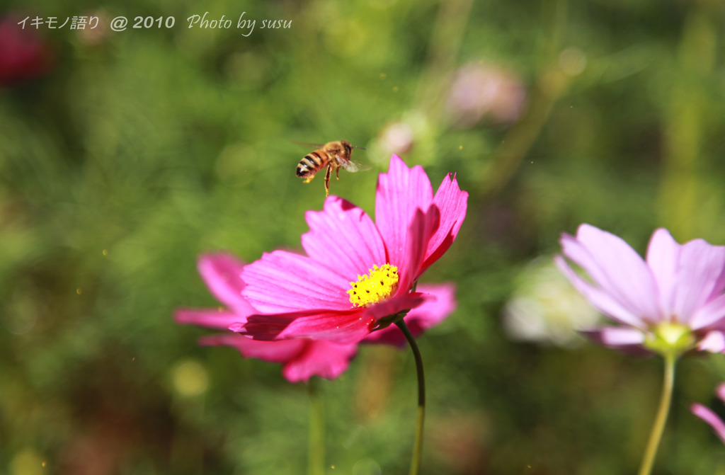 ミツバチと花の絆